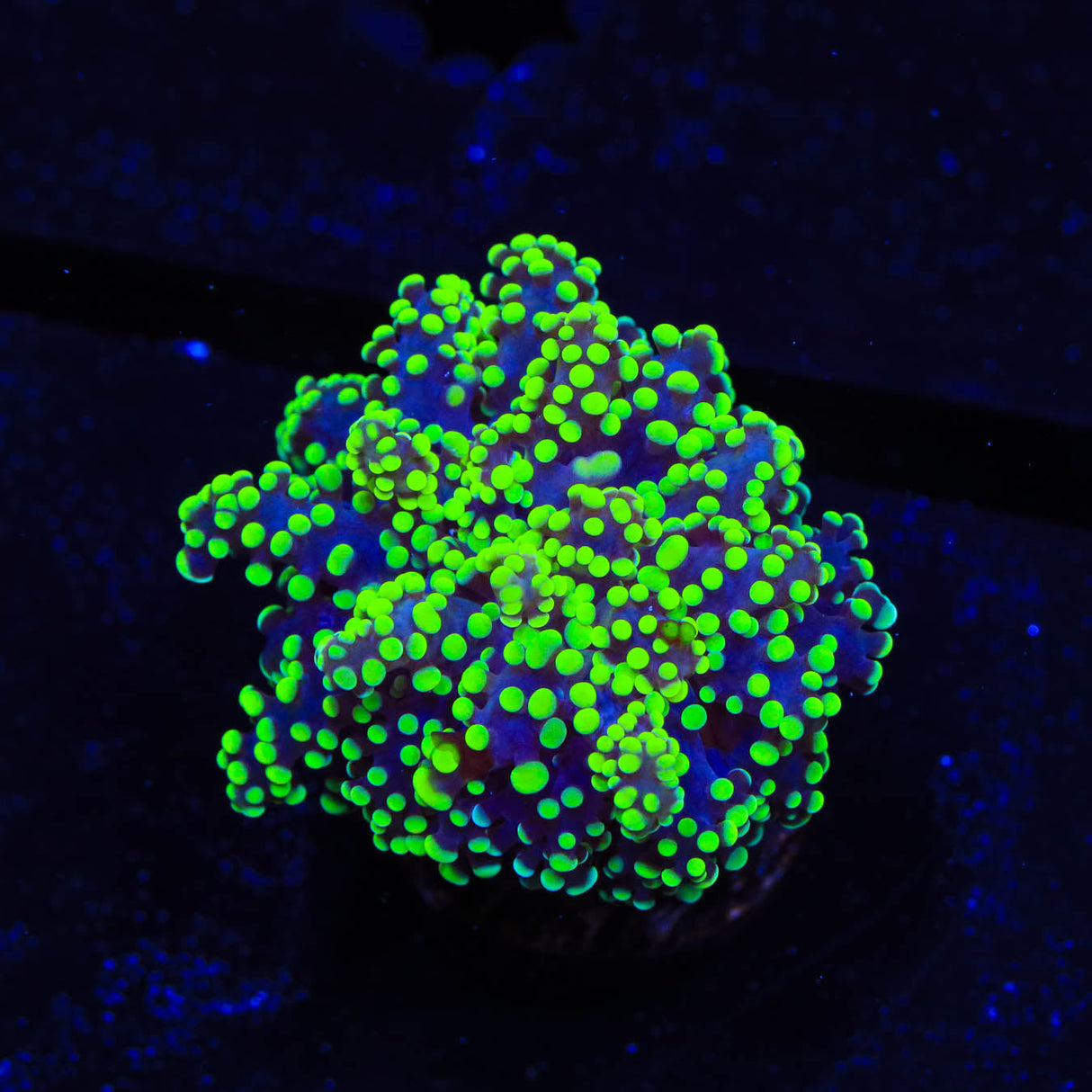 Green Octospawn Coral