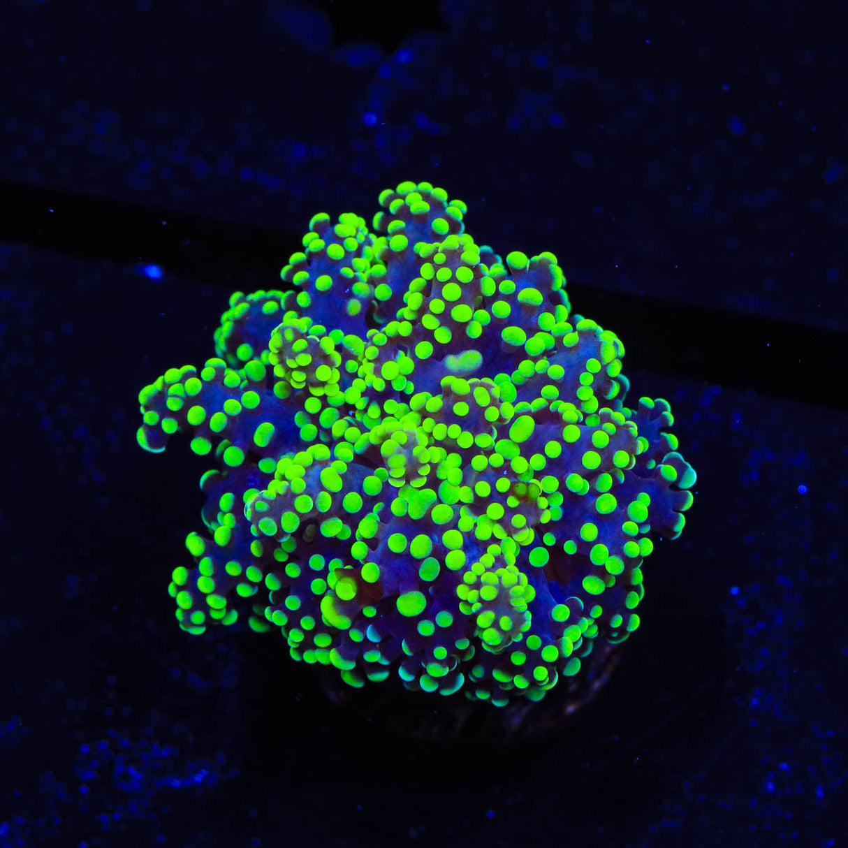 Green Tip Octospawn Coral - Top Shelf Aquatics