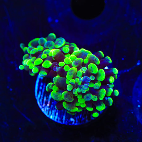 Green Splatter Hammer Coral