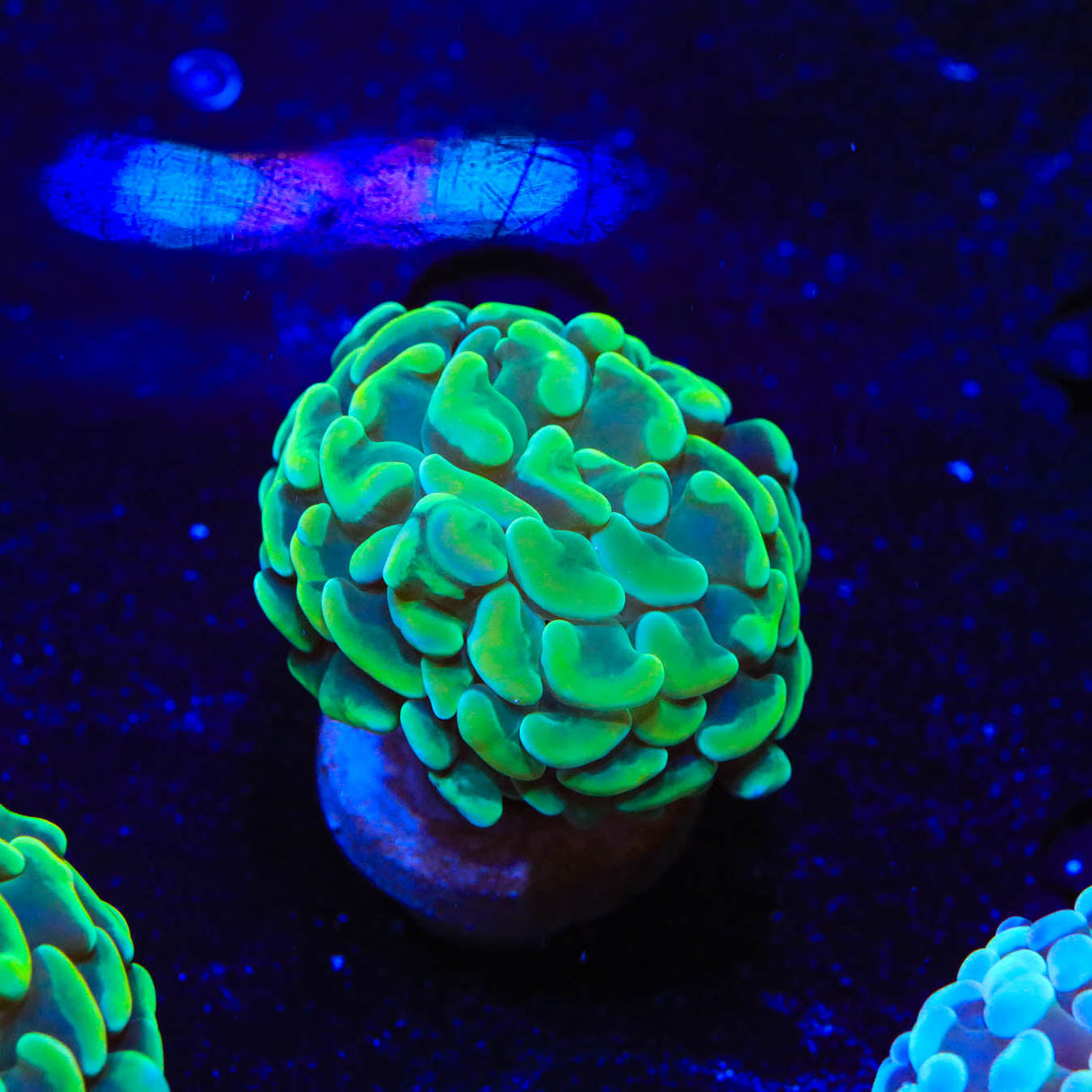 Lime Hammer Coral - Top Shelf Aquatics