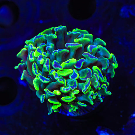 Green Splatter Hammer Coral