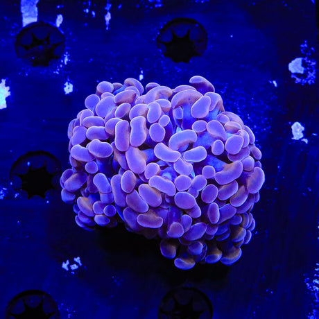 Purple Hammer Coral