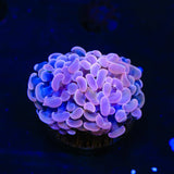 Pink Hammer Coral