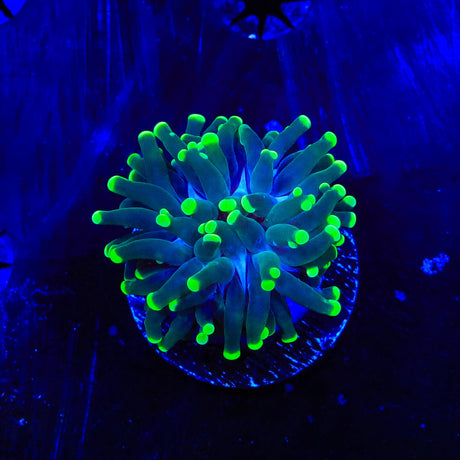 Green Tip Frogspawn Coral