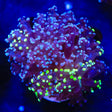 Two-Tone Frogspawn Coral