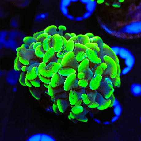 Green Splatter Hammer Coral