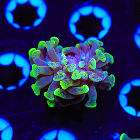 Green Splatter Hammer Coral