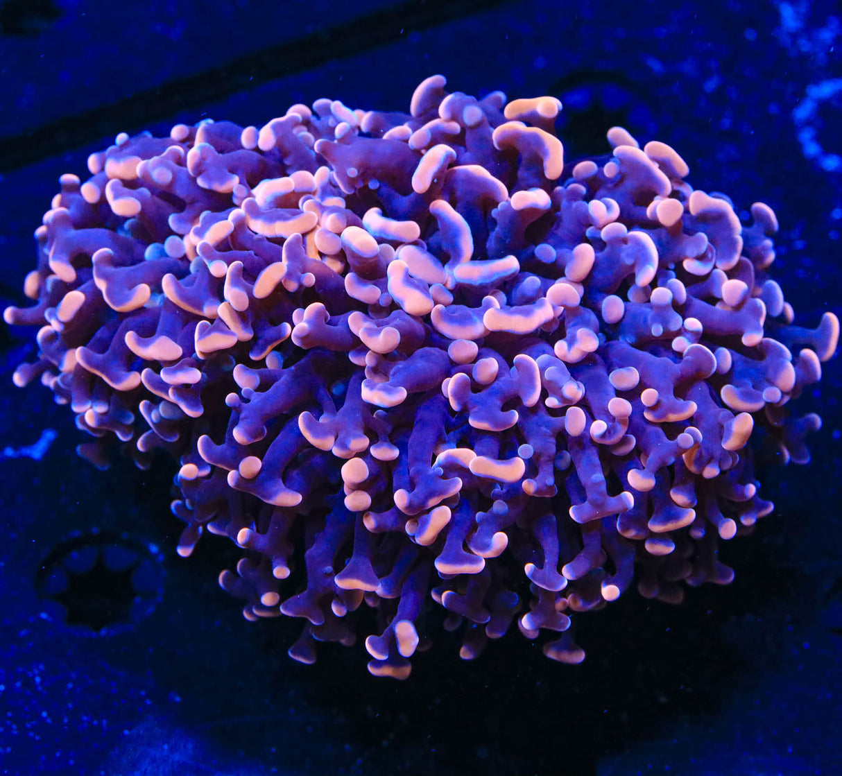 Pink Hammer Coral - Top Shelf Aquatics