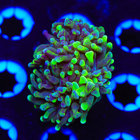 Green Splatter Hammer Coral