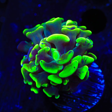 Green Splatter Hammer Coral