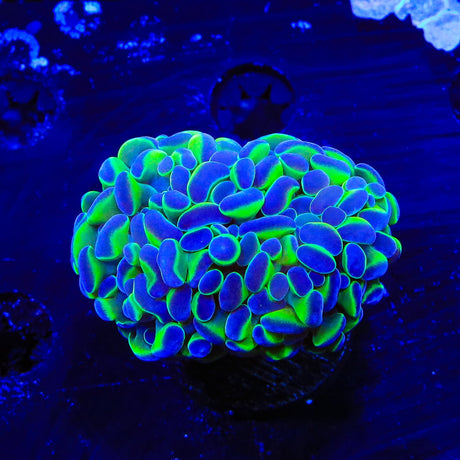 TSA Holy Grail Hammer Coral