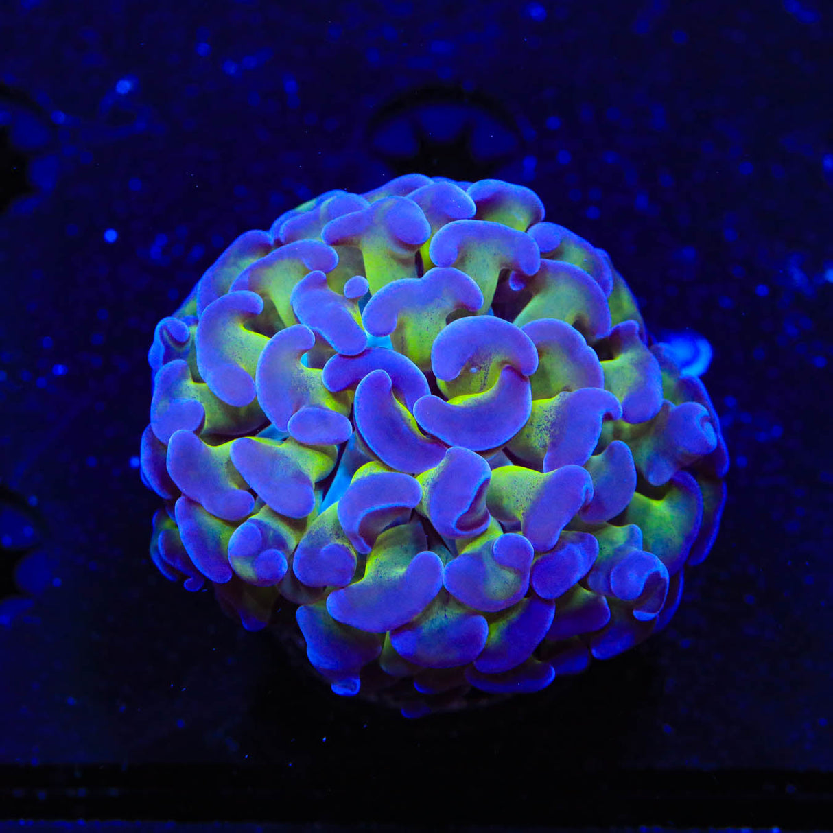 Bicolor Hammer Coral - Top Shelf Aquatics