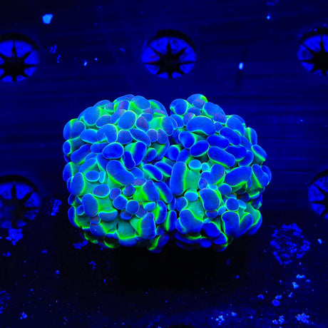 TSA Holy Grail Hammer Coral