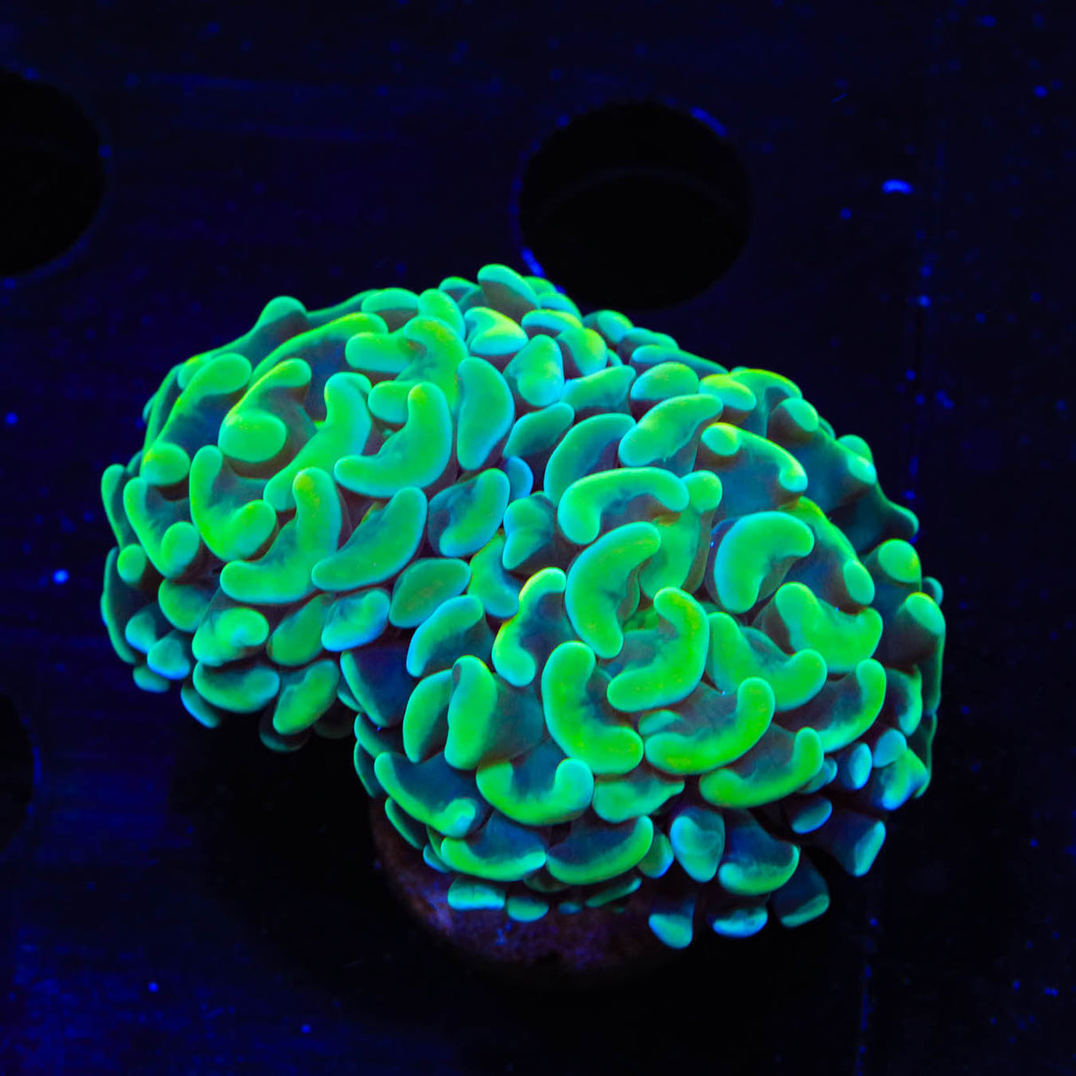 Lime Hammer Coral - Top Shelf Aquatics