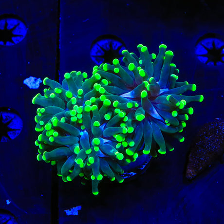 Green Tip Frogspawn Coral