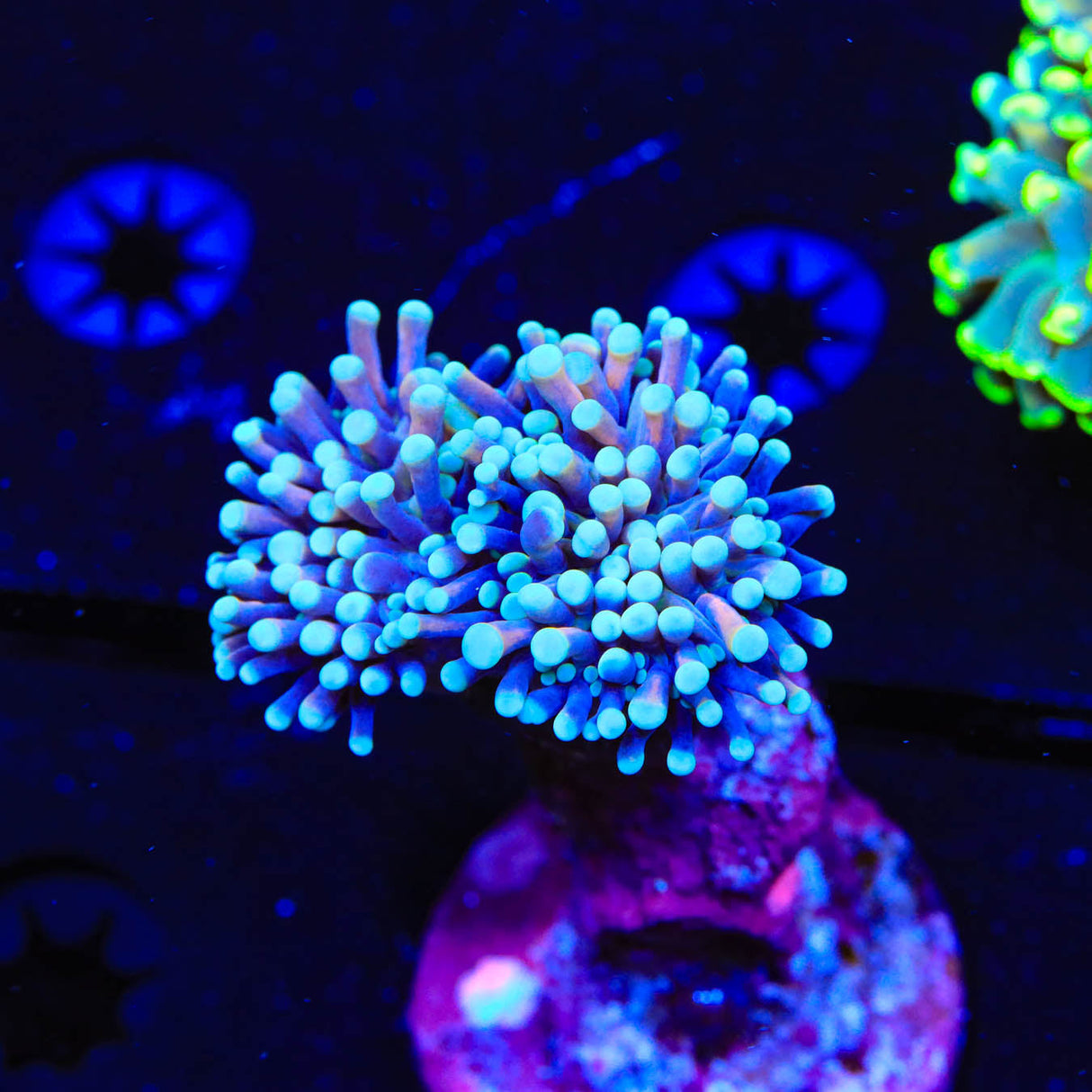 Rainbow Cristata Coral - Top Shelf Aquatics