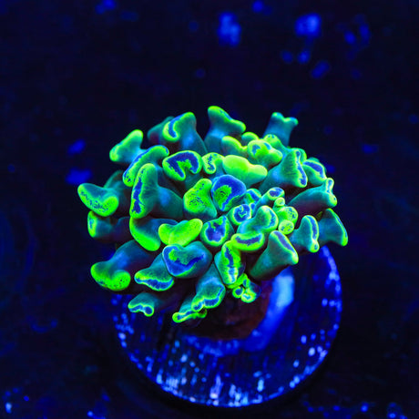 Green Splatter Hammer Coral