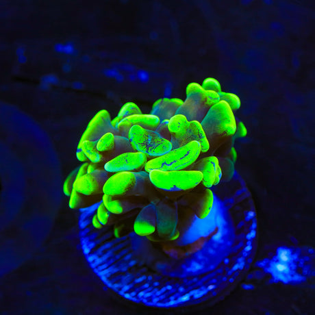 Green Splatter Hammer Coral