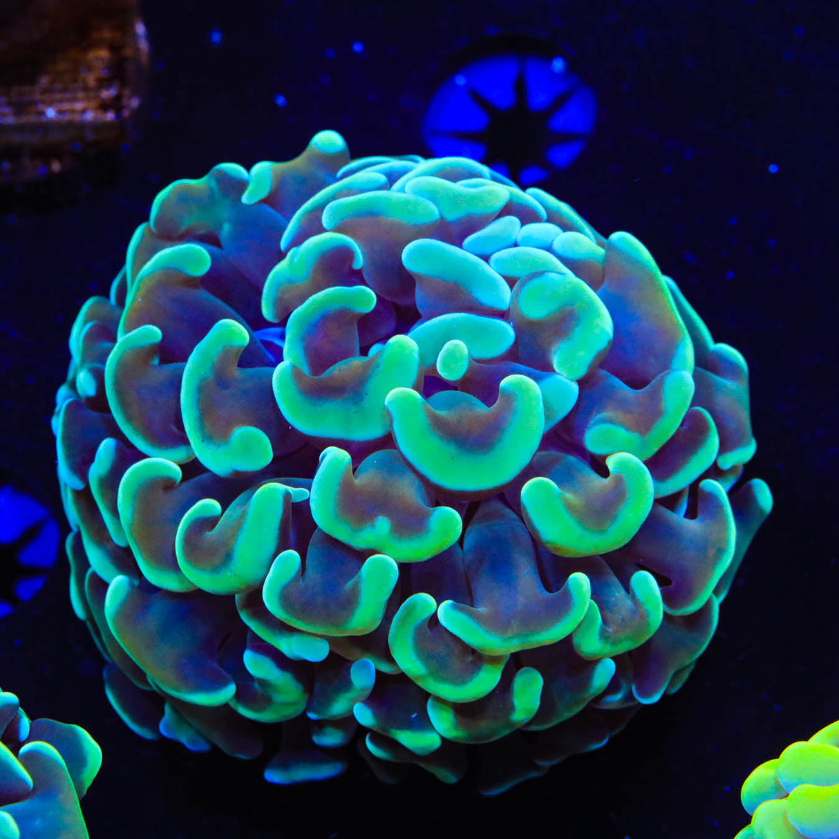 Green Tip Hammer Coral - Top Shelf Aquatics