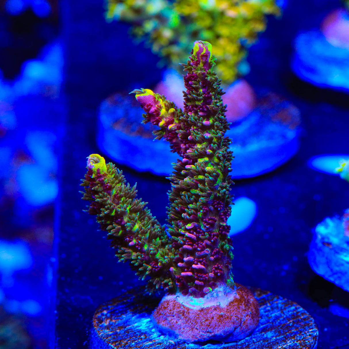RRC Rainbow Splice Acropora Coral - Top Shelf Aquatics