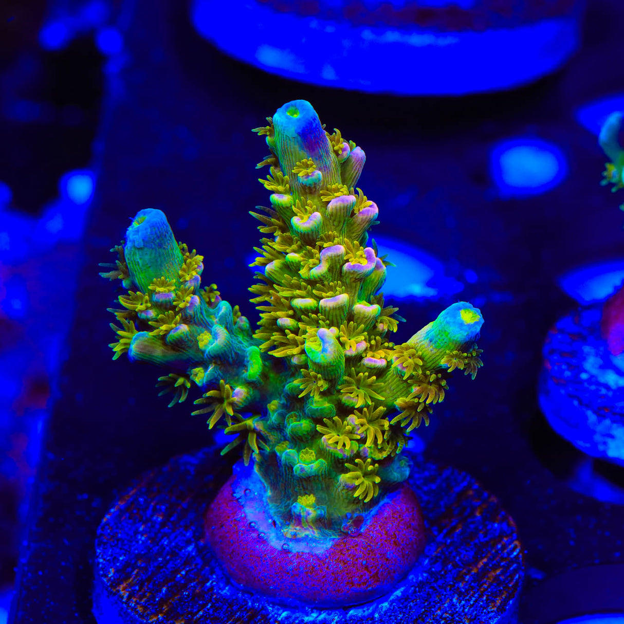 Walt Disney XL Large Plug Acropora Coral - Top Shelf Aquatics