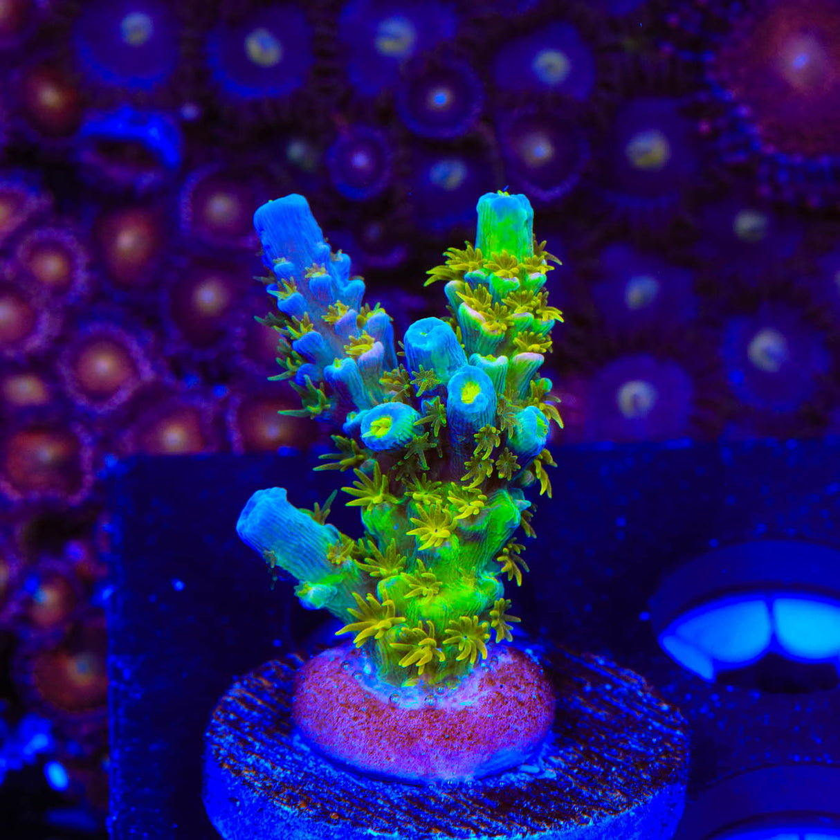 Walt Disney XL Acropora Coral - Top Shelf Aquatics