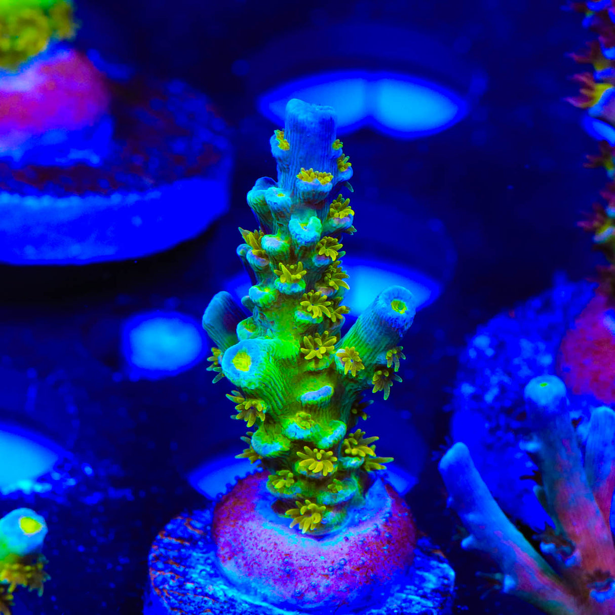 Walt Disney Acropora Coral - Top Shelf Aquatics