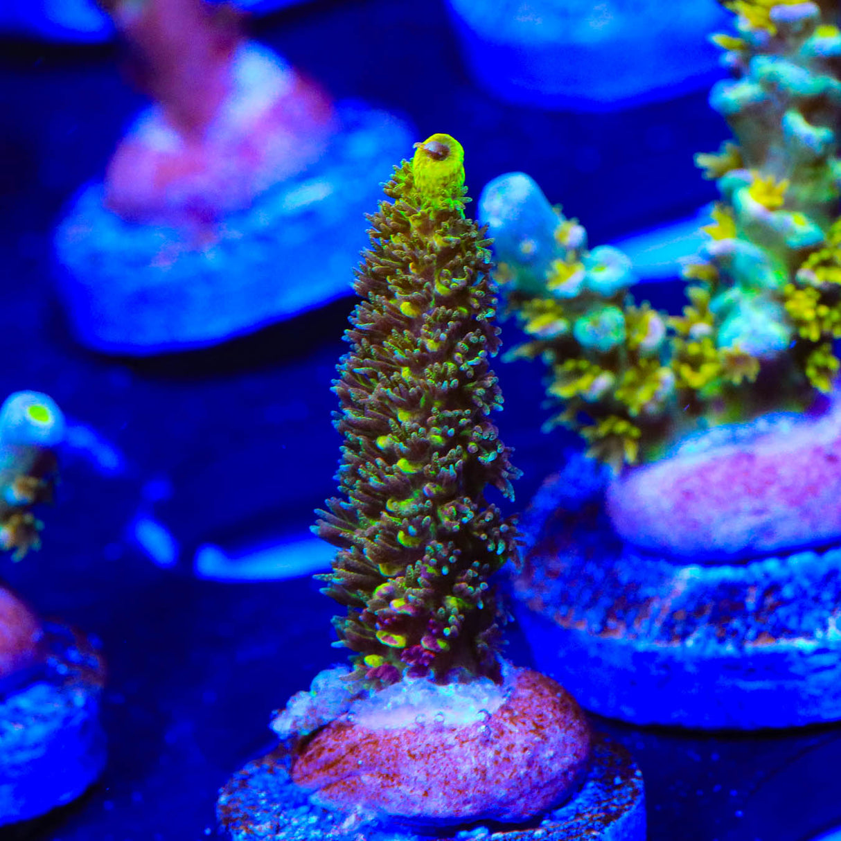 RRC Rainbow Splice Acropora Coral - Top Shelf Aquatics