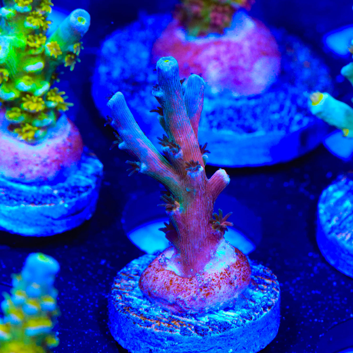 Smart Stir – Top Corals