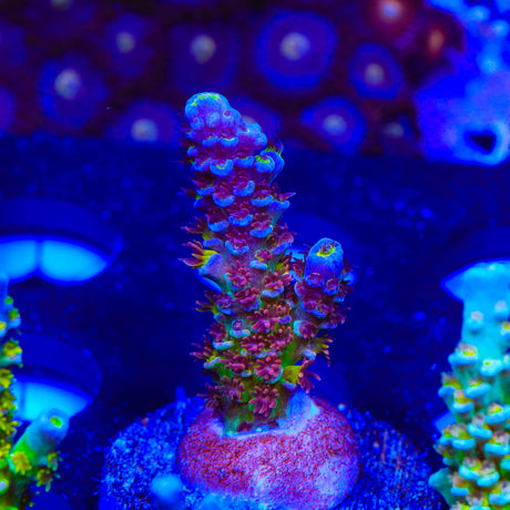 TGC Acrolandia Acropora Coral