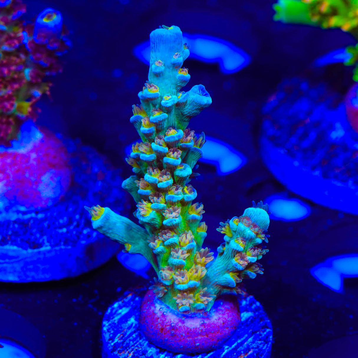 UC Donna Acropora Coral - Top Shelf Aquatics