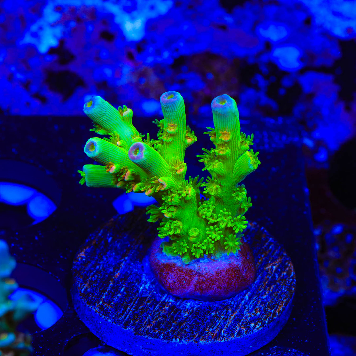 Homewrecker Acropora Coral - Top Shelf Aquatics