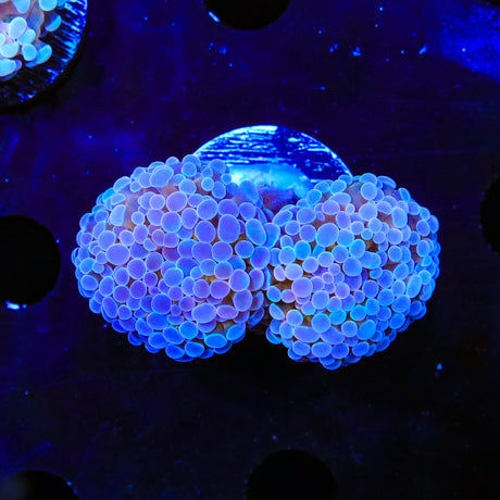 Gold Center Cristata Coral