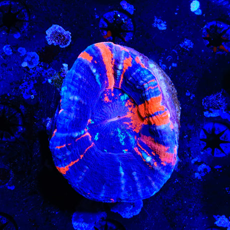 War Paint Scolymia Coral