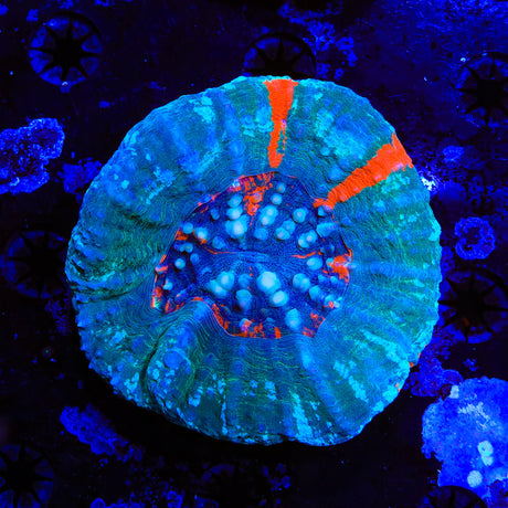 Ultra Scolymia Coral