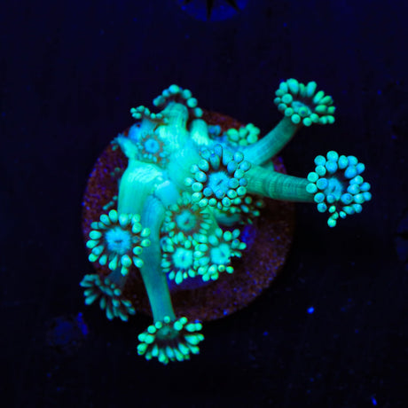 Mint Goniopora Coral