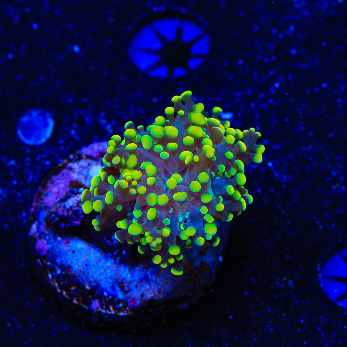 Neon Tip Octospawn Coral - Top Shelf Aquatics