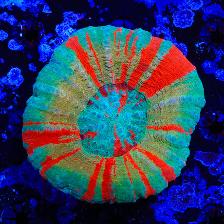 Ultra Scolymia Coral