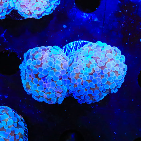 Ultra Scolymia Coral