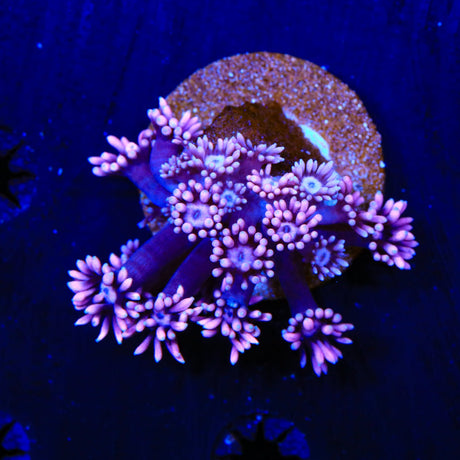 Pinkie Pie Goniopora Coral