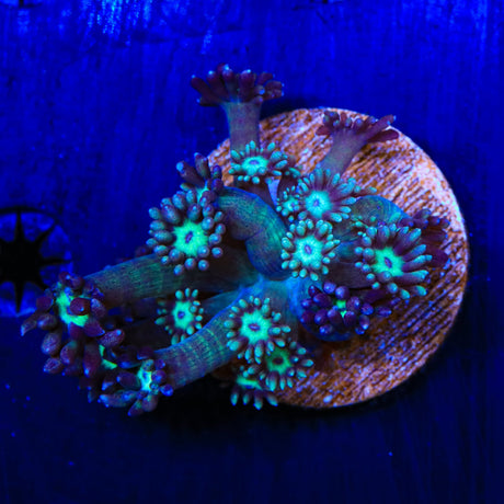 TSA Cherry Limeade Goniopora Coral