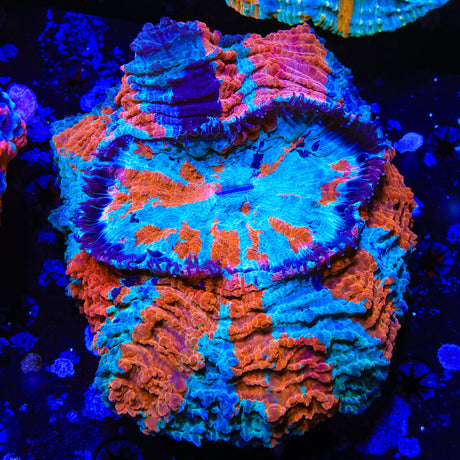 Rainbow Acanthophyllia Coral