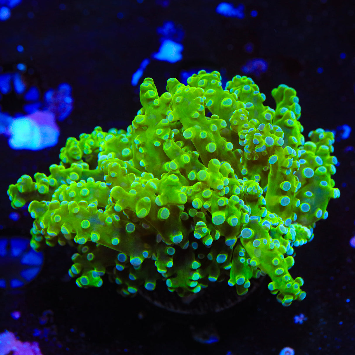 Green Octospawn Coral