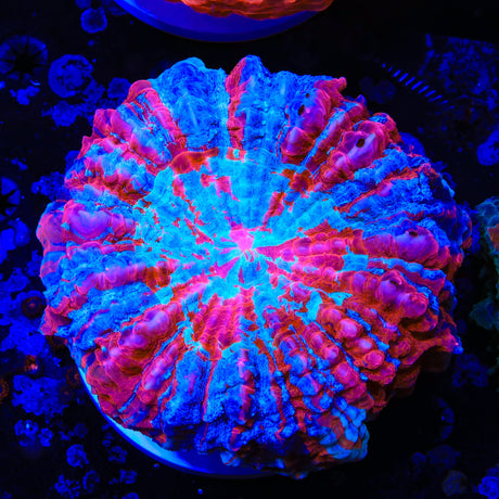 Rainbow Acanthophyllia Coral