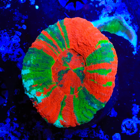 War Paint Scolymia Coral