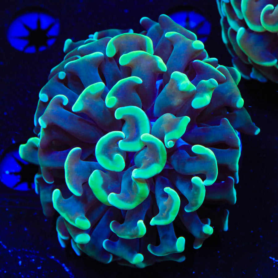 Green Tip Hammer Coral