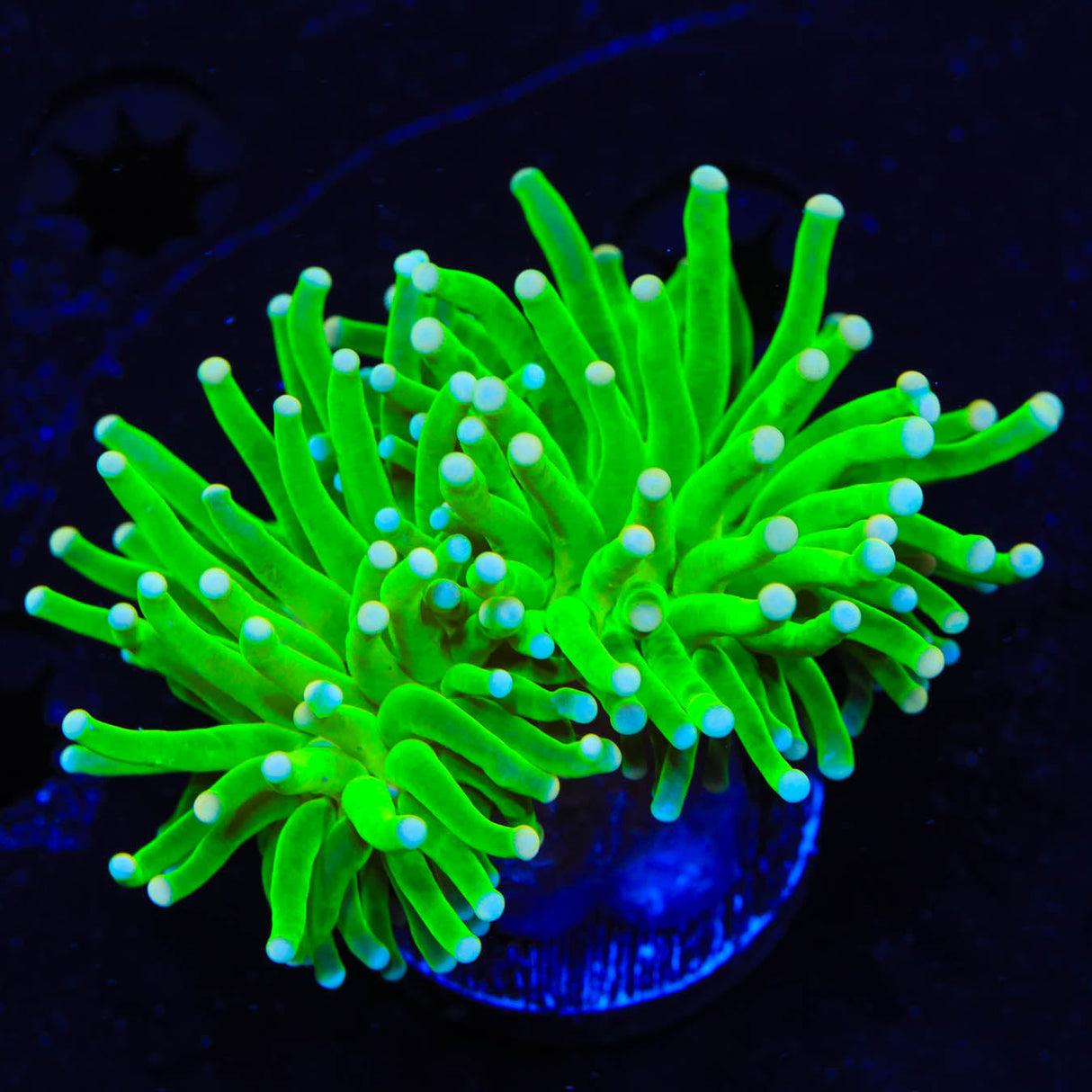 Hulk Torch Coral - Top Shelf Aquatics