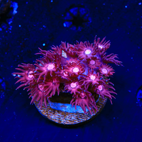 Pink Panther Goniopora Coral