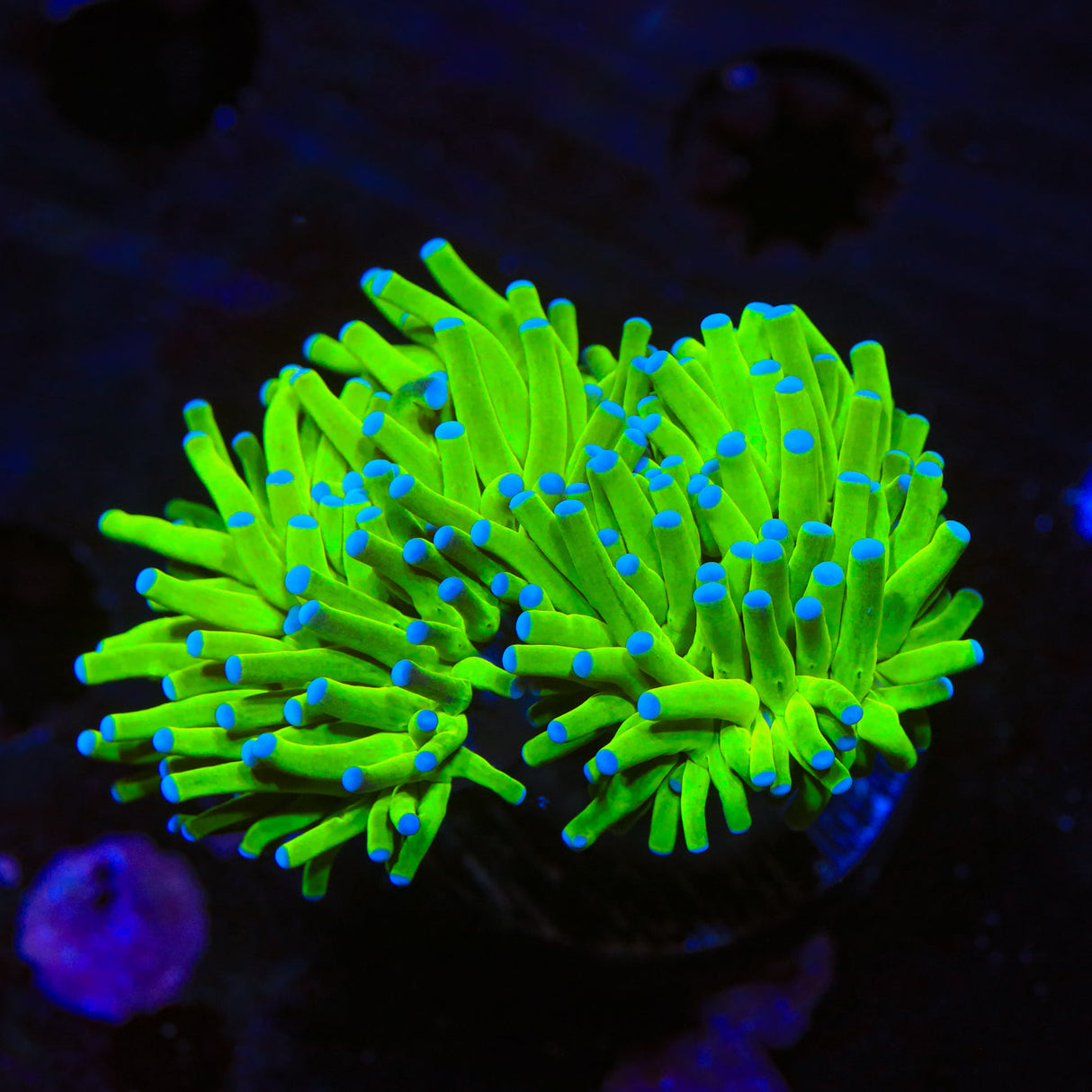 Blue Tip Torch Coral