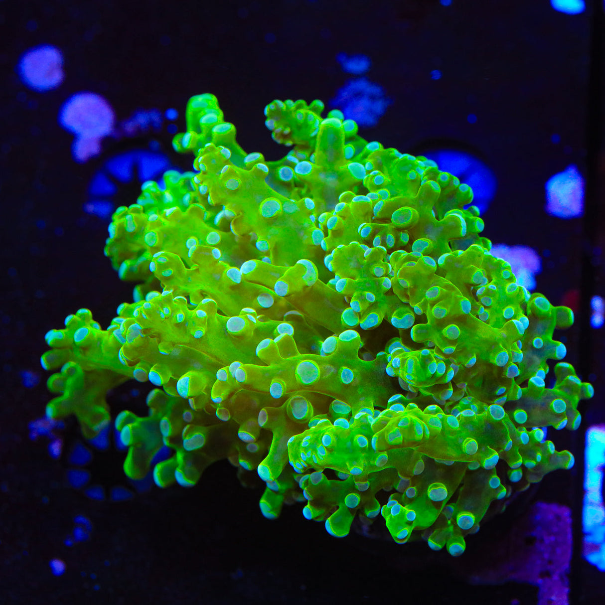 Green Octospawn Coral - Top Shelf Aquatics